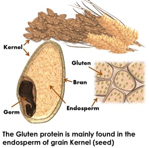 gluten-300x298 gluten-300x298
