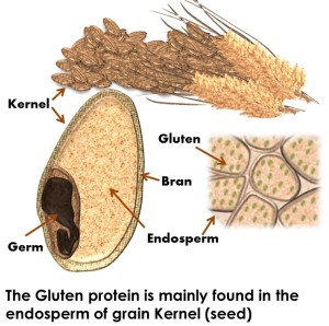 gluten-300x298